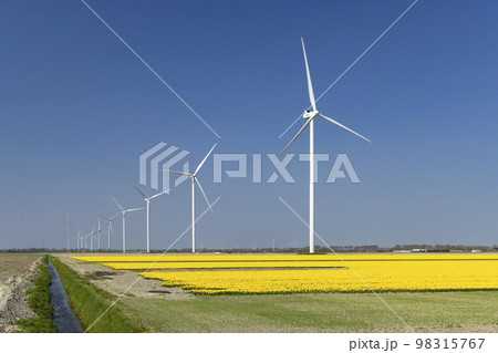 wind turbines with yellow tulip field in Northern Holland, Netherlands wind turbines with yellow tulip field in Northern Holland, Netherlands 98315767