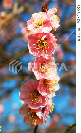 春の梅の花と青空の風景 春の梅の花と青空の風景 98315835