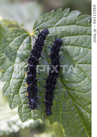 black caterpillars on a green leaf black caterpillars on a green leaf 98315969