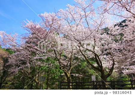 兵庫県淡路島　諭鶴羽ダム公園の桜 98316043