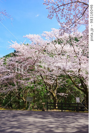 兵庫県淡路島　諭鶴羽ダム公園の桜 98316046
