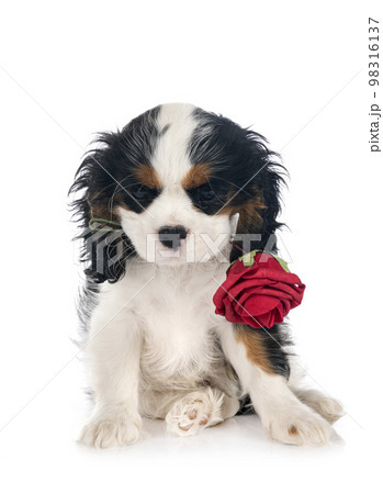 cavalier king charles cavalier king charles 98316137