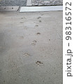 猫跡 98316572