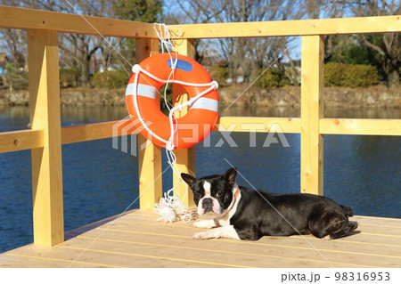 四季を通じて憩いの鶴ヶ島市運動公園太田ヶ谷沼のデッキに伏せて可愛く見つめるボストンテリアのマイティ君 98316953