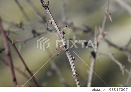 Purple Japanese barberry Purple Japanese barberry 98317007