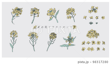 菜の花のイラストセット 98317280