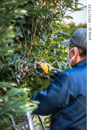 庭師 植木屋 造園屋 男性 庭師 植木屋 造園屋 男性 98317539