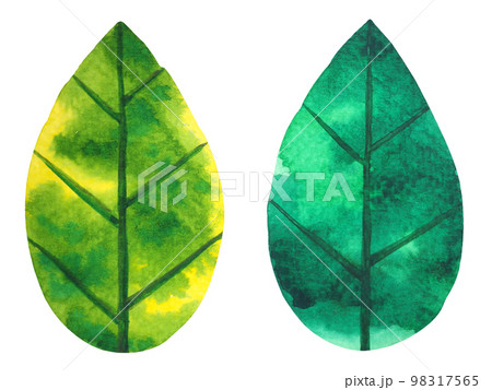 green leaf tree plant eco energy ecology nature power environmental concept save earth concept leaf shape icon logo sign symbol art watercolor painting illustration bio protect green leaf tree plant eco energy ecology nature power environmental concept save earth concept leaf shape icon logo sign symbol art watercolor painting illustration bio protect 98317565