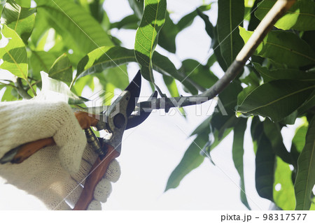 Gardener pruning trees with pruning shears on nature background. Gardener pruning trees with pruning shears on nature background. 98317577
