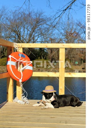 憩いの鶴ヶ島市運動公園太田ヶ谷沼のデッキに伏せて園内を眺める麦わら帽子のボストンテリア♡マイティ君 98317739