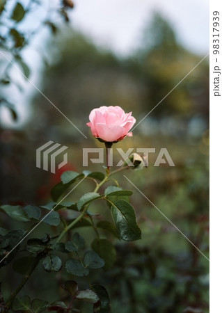 薔薇 薔薇 98317939