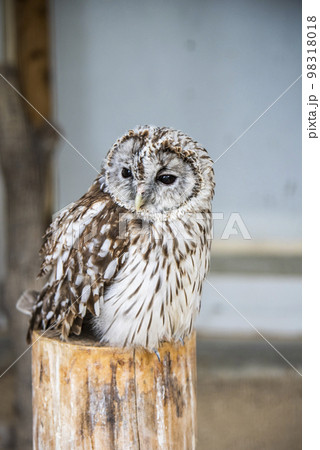 足立区生物園 ホンドフクロウ 足立区生物園 ホンドフクロウ 98318018