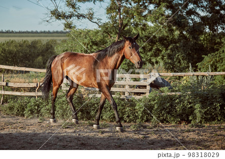 Handsome horse in the paddock. Farm. Ranch. 98318029