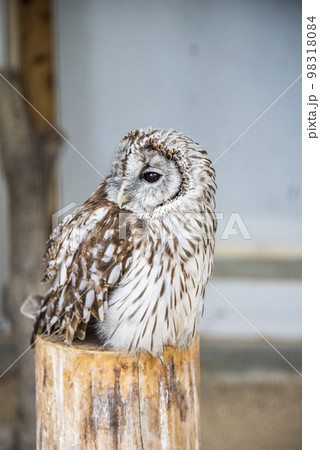 足立区生物園 ホンドフクロウ 足立区生物園 ホンドフクロウ 98318084