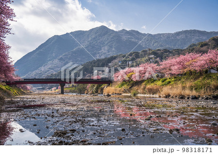 桜の名所 河津川の桜並木と天嶺山【静岡県・賀茂郡・河津町】 桜の名所 河津川の桜並木と天嶺山【静岡県・賀茂郡・河津町】 98318171
