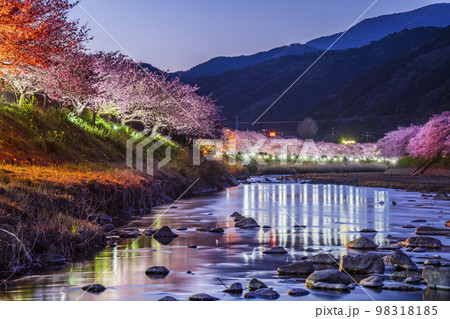 桜の名所 河津川のライトアップされた桜並木【静岡県・賀茂郡・河津町】 桜の名所 河津川のライトアップされた桜並木【静岡県・賀茂郡・河津町】 98318185