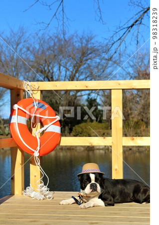 憩いの鶴ヶ島市運動公園太田ヶ谷沼のデッキの上で可愛く見つめる麦わら帽子のボストンテリア♡マイティ君 98318239