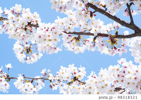 春 桜 お花見 98318321