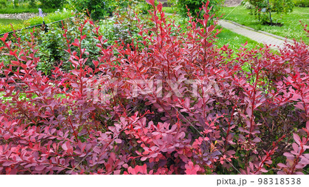 Shrub, a species of the genus Barberry of the family Barberry with red leaves. 98318538