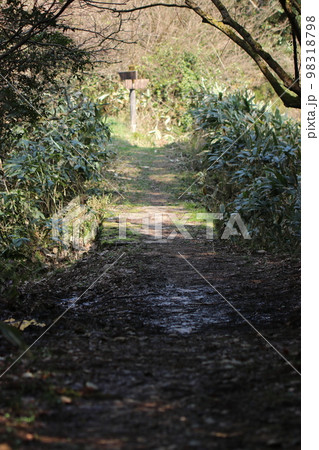 春先の山の風景 〜 散策路 〜 春先の山の風景 〜 散策路 〜 98318798