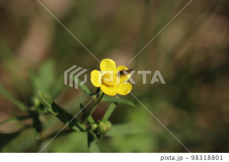 春の山の花と虫 春の山の花と虫 98318801