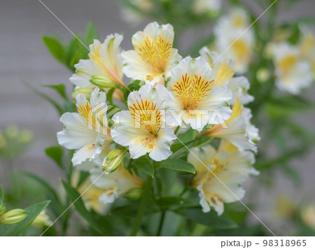 街の花壇に咲くアリストロメリア 98318965