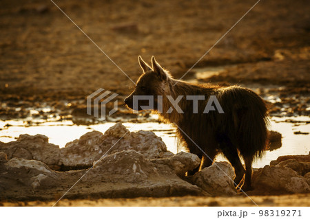 Brown hyena in Kgalagadi transfrontier park, South Africa 98319271