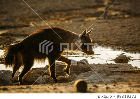 Brown hyena in Kgalagadi transfrontier park, South Africa Brown hyena in Kgalagadi transfrontier park, South Africa 98319272