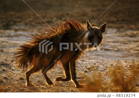 Brown hyena in Kgalagadi transfrontier park, South Africa Brown hyena in Kgalagadi transfrontier park, South Africa 98319274
