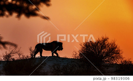 African lion in Kgalagadi transfrontier park, South Africa African lion in Kgalagadi transfrontier park, South Africa 98319306