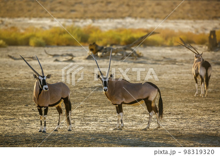 South African Oryx in Kgalagadi transfrontier park, South Africa 98319320