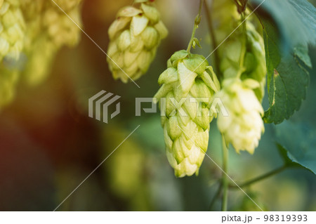 Green hop cones hanging on a bush Green hop cones hanging on a bush 98319393