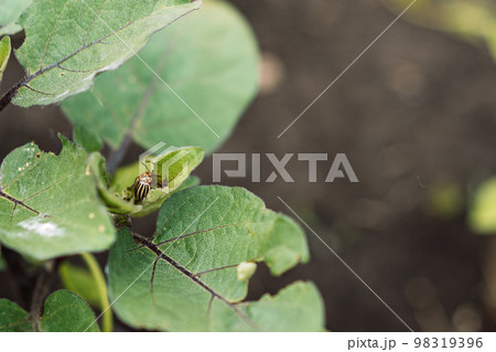 The Colorado potato beetle eats the leaves of an eggplant bush 98319396