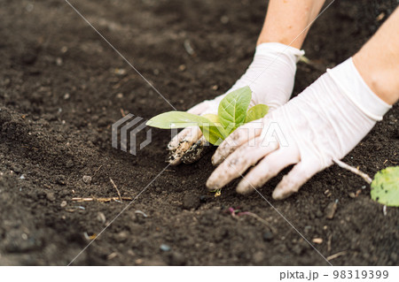 Woman planting pepper seedlings in a field Woman planting pepper seedlings in a field 98319399
