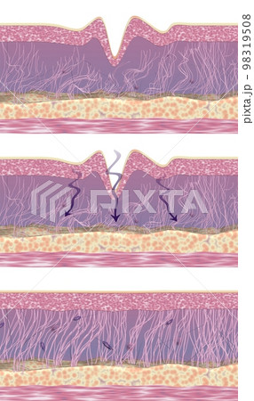 Anti-aging skincare products action. Wrinkle reduction treatment. Step-by-step illustration. 3d render. 98319508