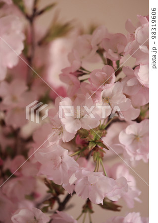 さくら 0267 さくら 0267 98319606