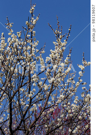 梅の花 98319607