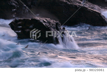 黄昏の荒磯に飛ぶ海鳥たちスローシャッター 98320061