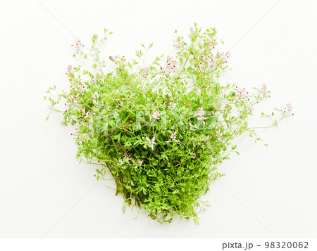 Furmaria on white 98320062