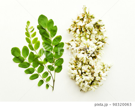 Acacia on white 98320063