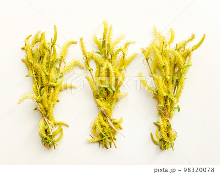 Weeping willow on white 98320078