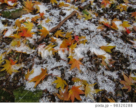 雪が積もったコケとモミジ 雪が積もったコケとモミジ 98320288