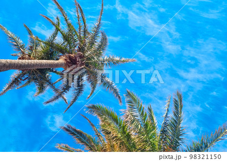 Beautiful green palm trees against the blue sky. 98321150