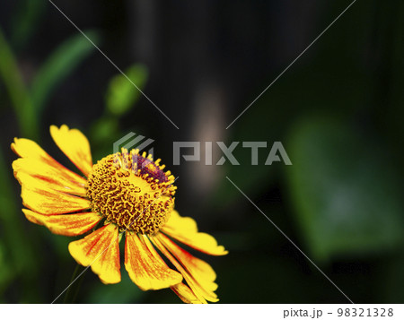 Closeup of a garden flower of helenium in bloom. Closeup of a garden flower of helenium in bloom. 98321328