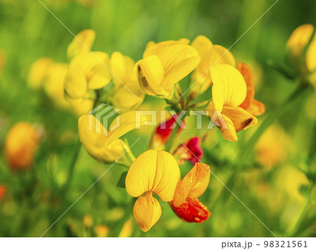 Yellow flowers of field plants in the sunlight. 98321561