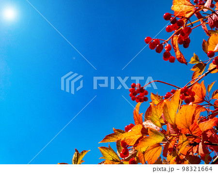 Red viburnum against the blue sky in autumn. 98321664