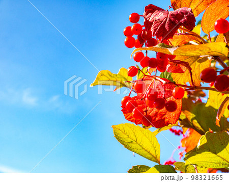 Red viburnum against the blue sky in autumn. Red viburnum against the blue sky in autumn. 98321665