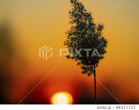 Field reeds against the backdrop of a sunny sunset on the horizon. Field reeds against the backdrop of a sunny sunset on the horizon. 98321722