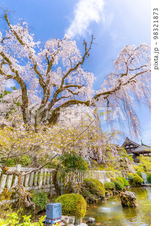 【桜素材】身延山久遠寺の枝垂桜【山梨県】 【桜素材】身延山久遠寺の枝垂桜【山梨県】 98321873