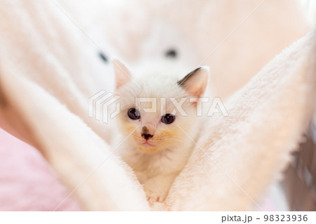 仔猫　生後4週間　保護猫 98323936